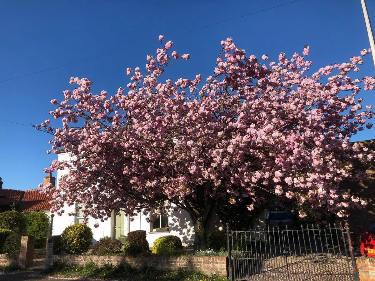 Contatos de Cherry Tree